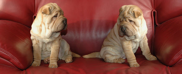 pets on furniture